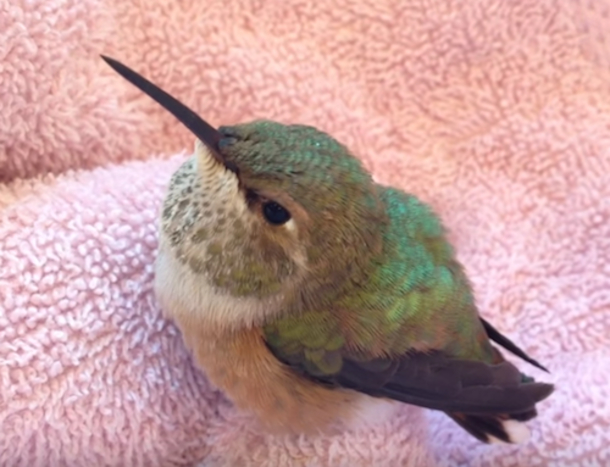 Tiny Rescued Hummingbird Waits Patiently For Food, But Watch Her Reaction When Fed - picture 2