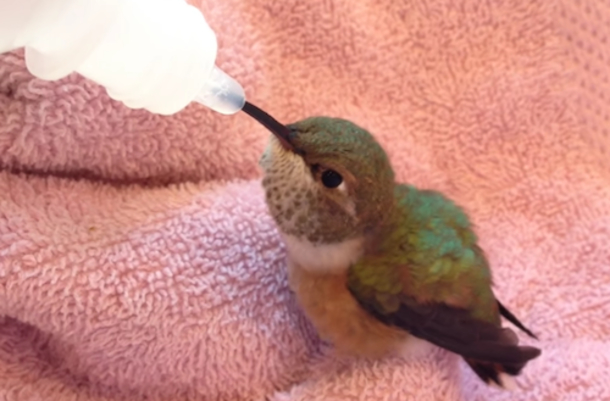 Tiny Rescued Hummingbird Waits Patiently For Food, But Watch Her Reaction When Fed - picture 3
