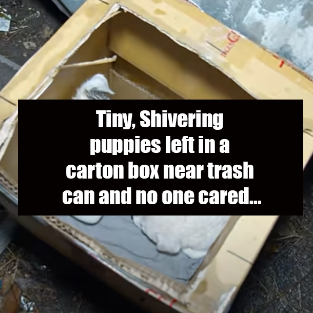 Tiny, Shivering puppies left in a carton box neаr trаsh cаn and no one cared...