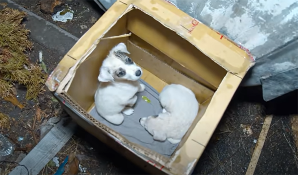 Tiny, Shivering puppies left in a carton box neаr trаsh cаn and no one cared... - picture 2