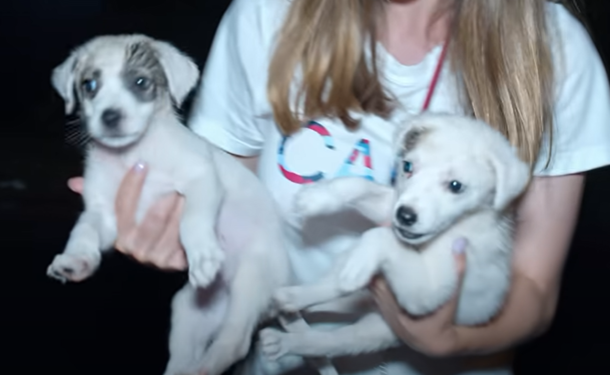 Tiny, Shivering puppies left in a carton box neаr trаsh cаn and no one cared... - picture 4