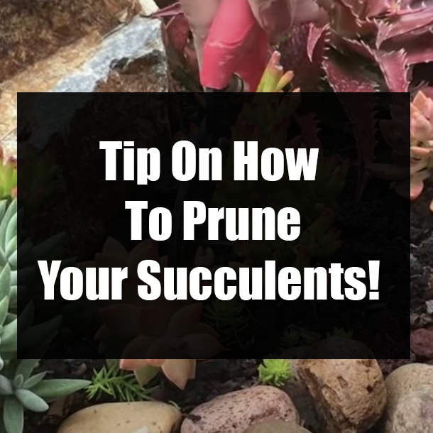 Tip On How To Prune Your Succulents!