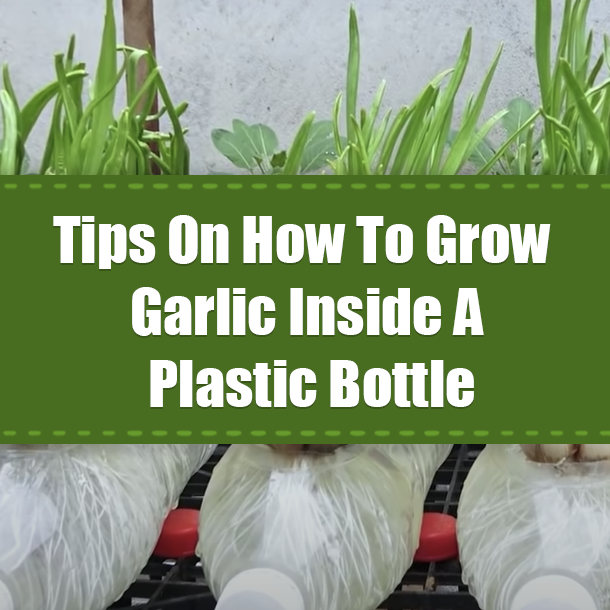 Tips On How To Grow Garlic Inside A Plastic Bottle