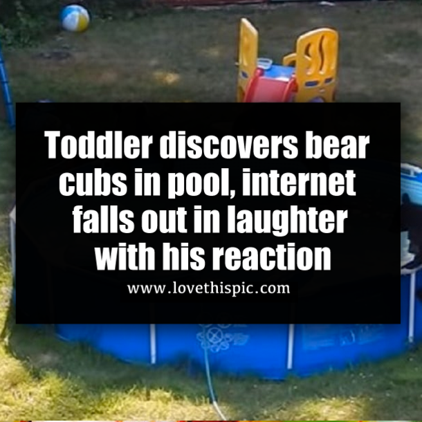 Toddler discovers bear cubs in pool, internet falls out in laughter with his reaction