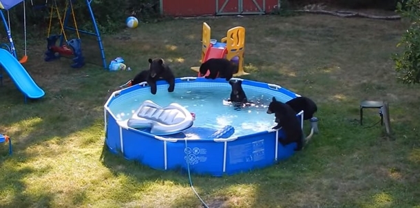 Toddler discovers bear cubs in pool, internet falls out in laughter with his reaction - picture 2
