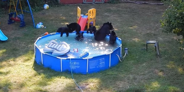 Toddler discovers bear cubs in pool, internet falls out in laughter with his reaction - picture 3