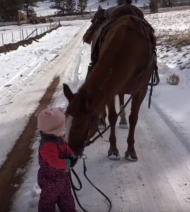 Toddler Girl Gets Stuck In Snow Walking Her Horse, The Horse's Reaction Is Completely Heartwarming - picture 3