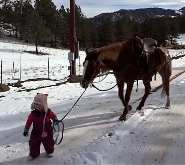 Toddler Girl Gets Stuck In Snow Walking Her Horse, The Horse's Reaction Is Completely Heartwarming - picture 5