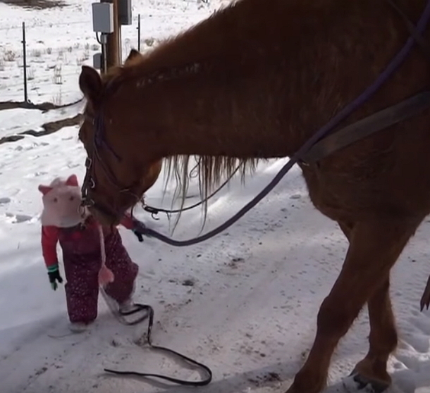 Toddler Girl Gets Stuck In Snow Walking Her Horse, The Horse's Reaction Is Completely Heartwarming - picture 6