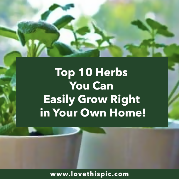 Top 10 Herbs You Can Easily Grow Right in Your Own Home!