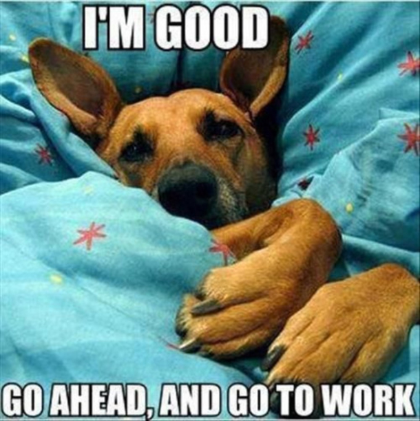 Top 10 Humor Memes For The Day. The Last Meme Is For The Cat Lovers - picture 8