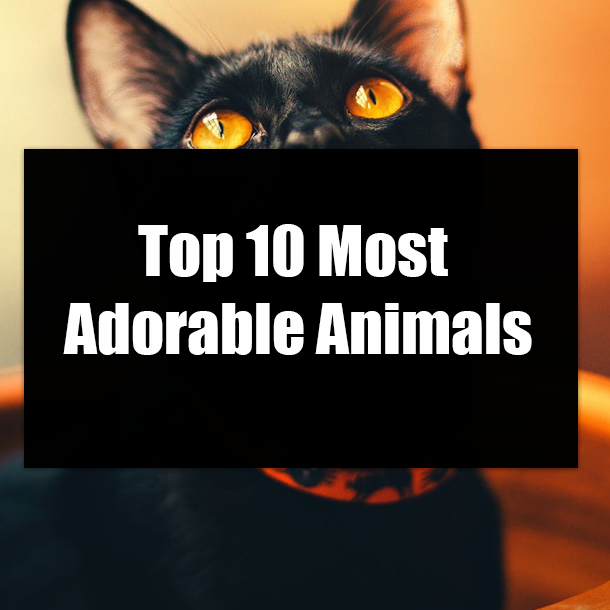 Top 10 Most Adorable Animals