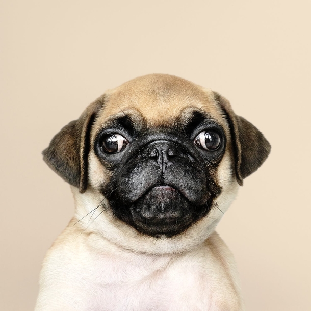 Top 10 Most Adorable Animals - picture 10