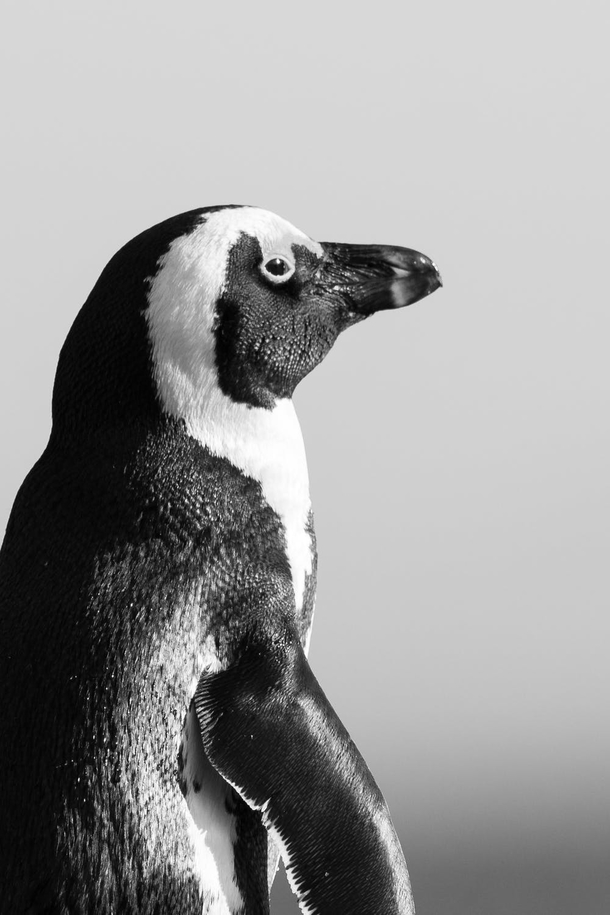 Top 10 Most Adorable Animals - picture 11