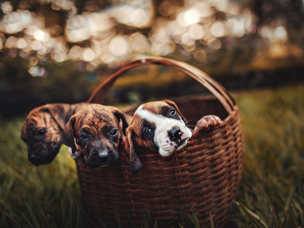 Top 10 Most Adorable Animals - picture 2