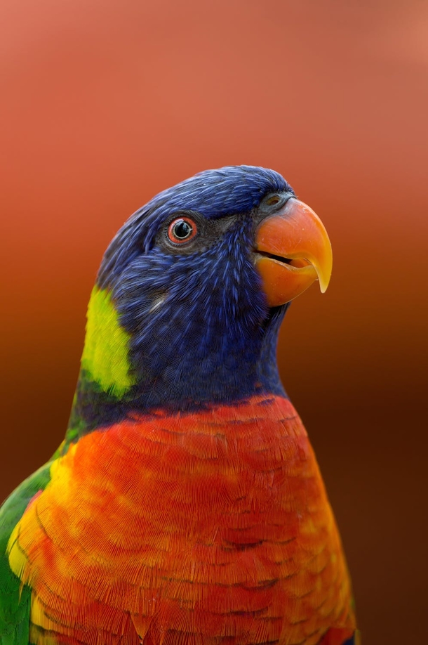 Top 10 Most Adorable Animals - picture 3