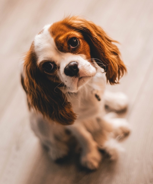 Top 10 Most Adorable Animals - picture 4