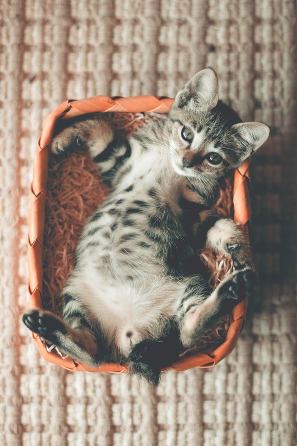 Top 10 Most Adorable Animals - picture 5