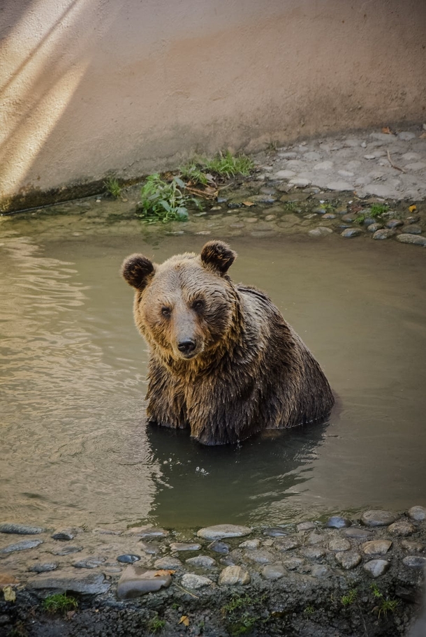 Top 10 Most Adorable Animals - picture 6