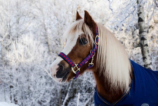 Top 10 Most Adorable Animals - picture 7