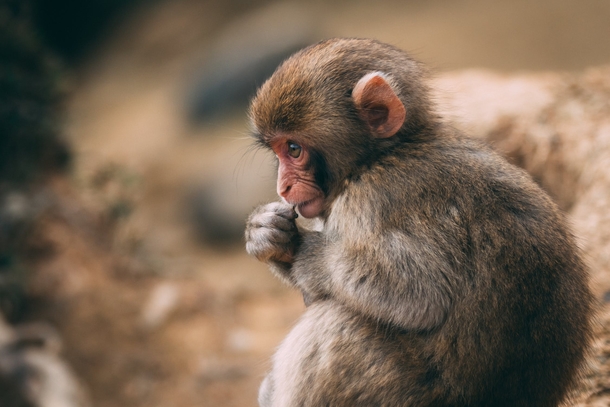 Top 10 Most Adorable Animals - picture 8