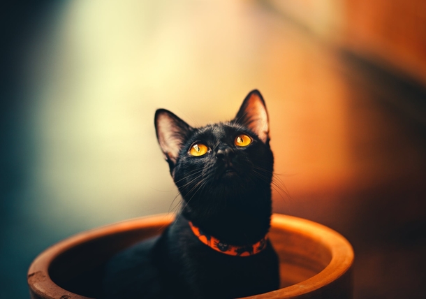 Top 10 Most Adorable Animals - picture 9