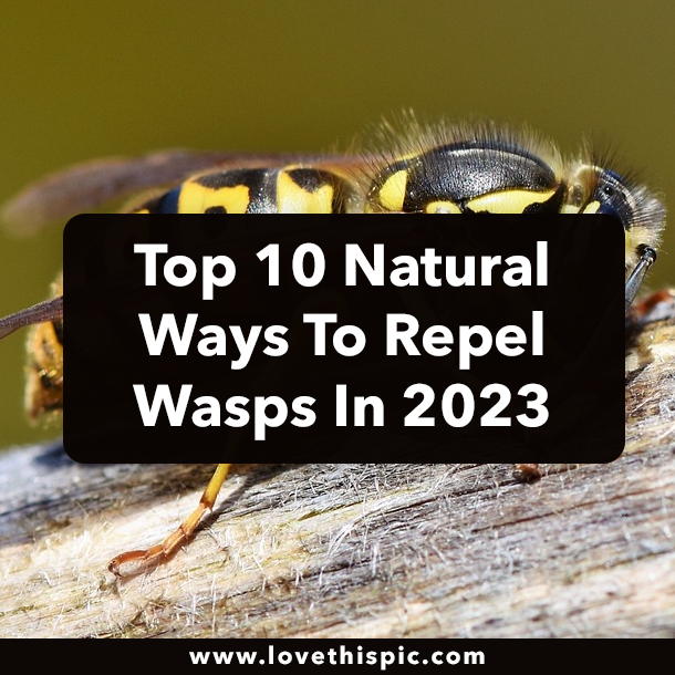 Top 10 Natural Ways To Repel Wasps In 2023
