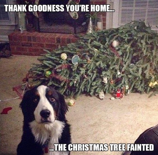 Top 50 Funny Christmas Memes This Year - picture 10