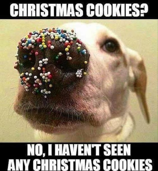 Top 50 Funny Christmas Memes This Year - picture 27