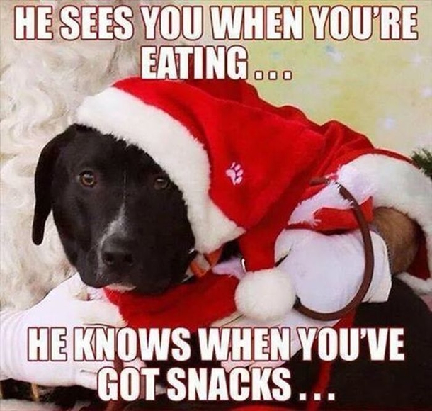 Top 50 Funny Christmas Memes This Year - picture 37