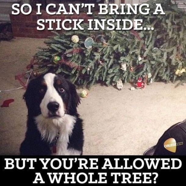 Top 50 Funny Christmas Memes This Year - picture 44