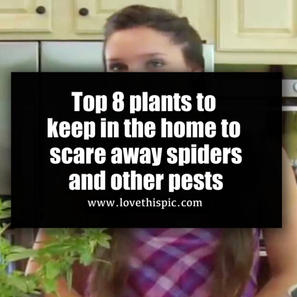 Top 8 plants to keep in the home to scare away spiders and other pests