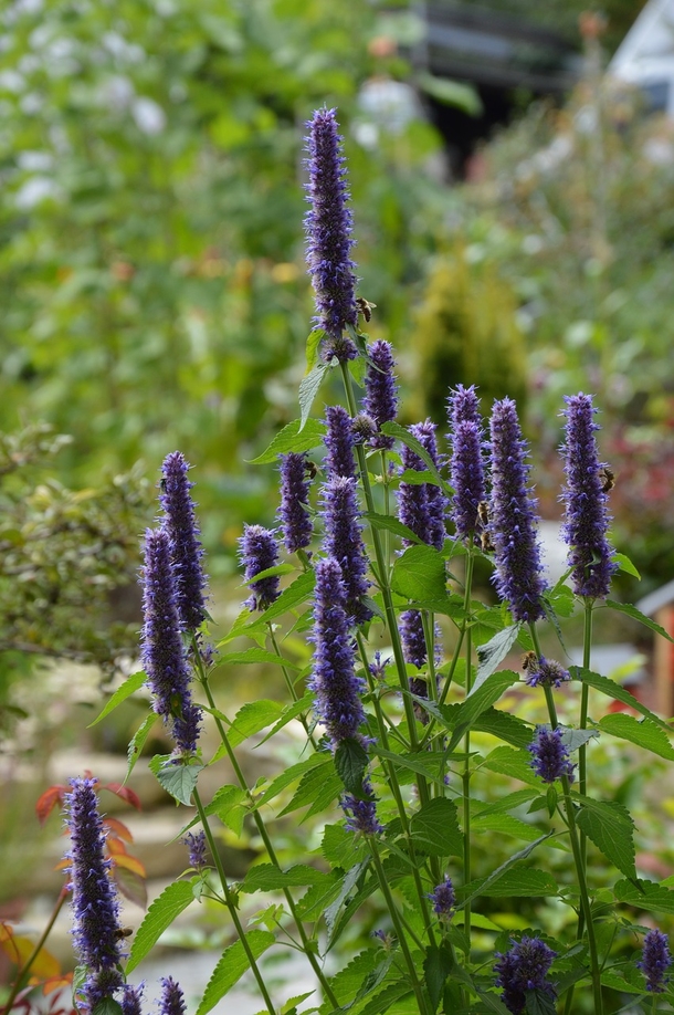 Top 8 plants to keep in the home to scare away spiders and other pests - picture 2