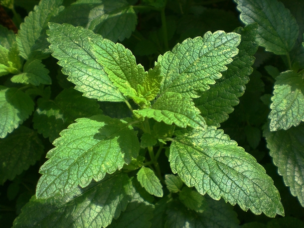 Top 8 plants to keep in the home to scare away spiders and other pests - picture 3