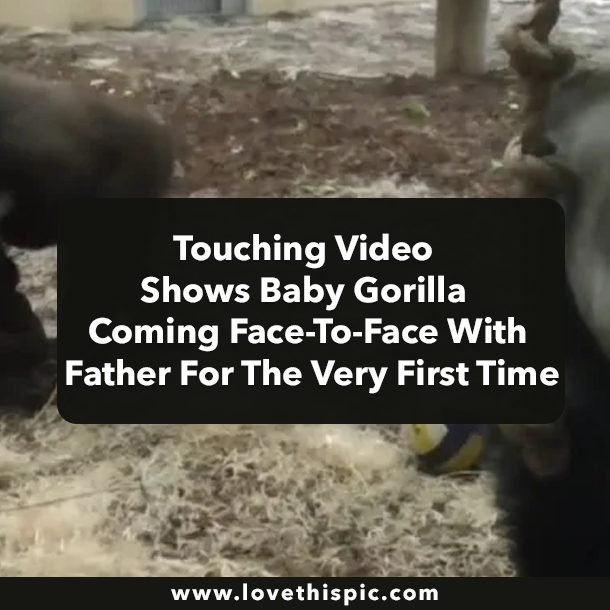Touching Video Shows Baby Gorilla Coming Face-To-Face With Father For The Very First Time