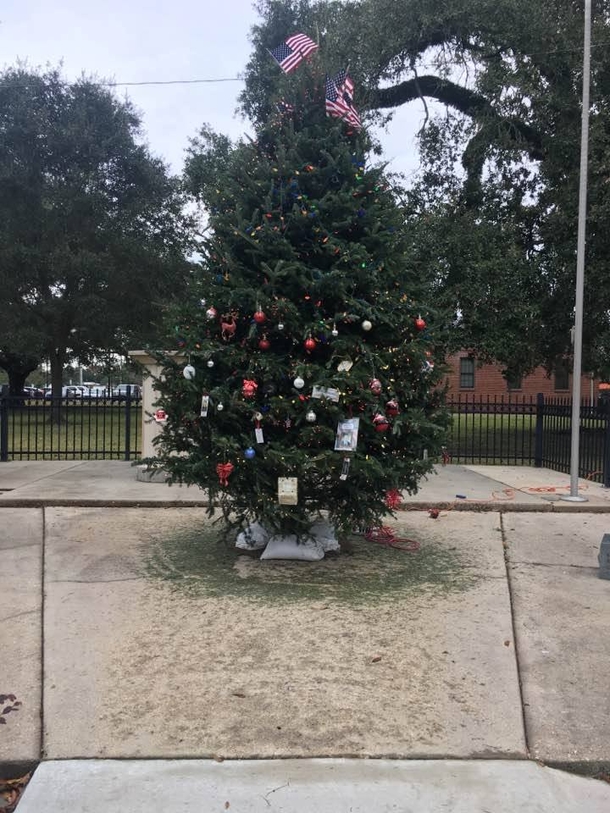 Tree Pops Up In Park Overnight, Then People Realize What’s Dangling Off It - picture 3