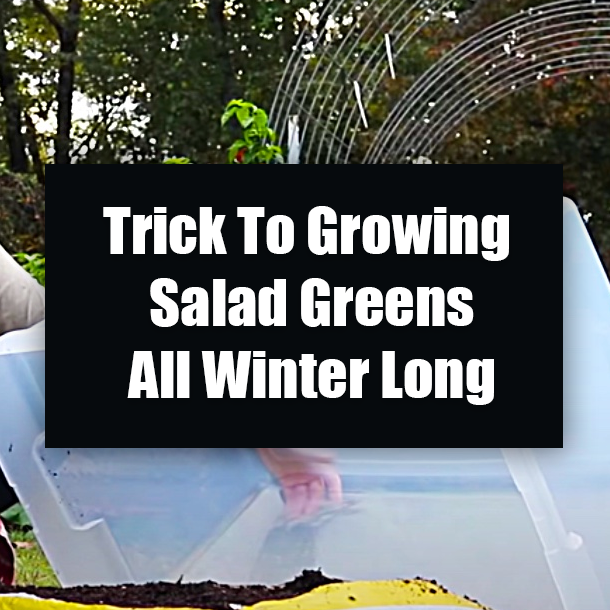 Trick To Growing Salad Greens All Winter Long