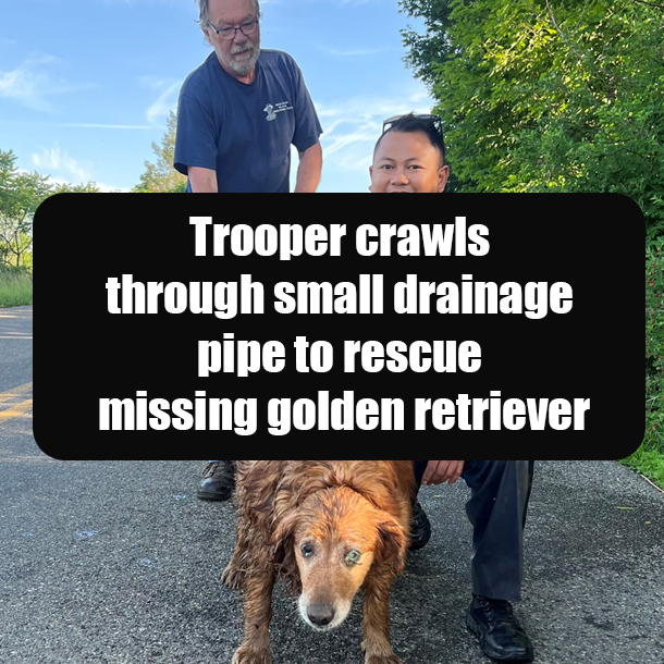 Trooper crawls through small drainage pipe to rescue missing golden retriever