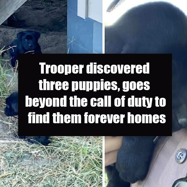 Trooper discovered three puppies, goes beyond the call of duty to find them forever homes