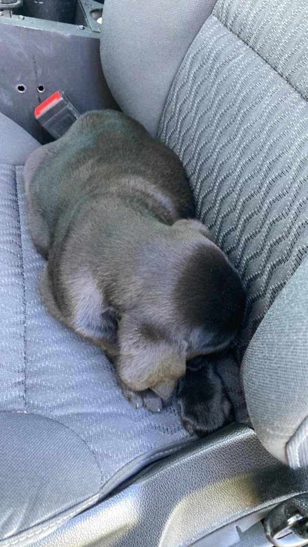 Trooper discovered three puppies, goes beyond the call of duty to find them forever homes - picture 3