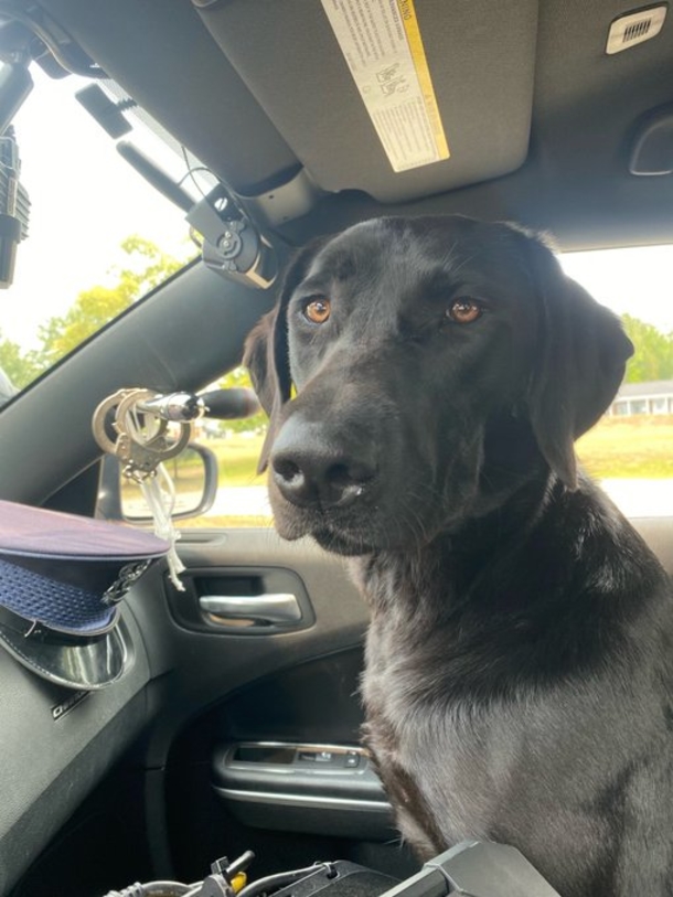 Trooper gets a call about an abandoned dog, ends up adopting him - picture 3