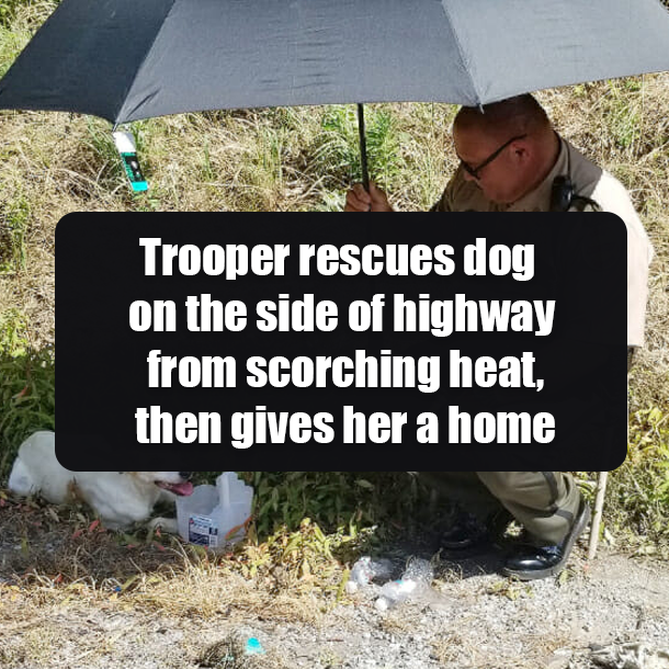 Trooper rescues dog on the side of highway from scorching heat, then gives her a home