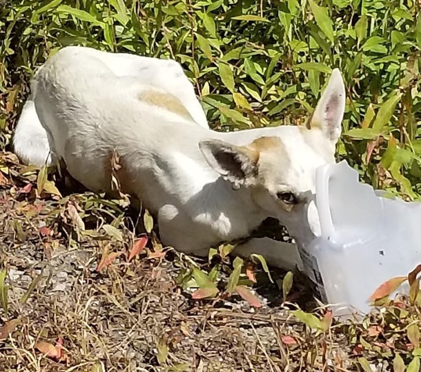 Trooper rescues dog on the side of highway from scorching heat, then gives her a home - picture 3