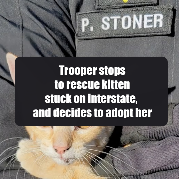 Trooper stops to rescue kitten stuck on interstate, and decides to adopt her