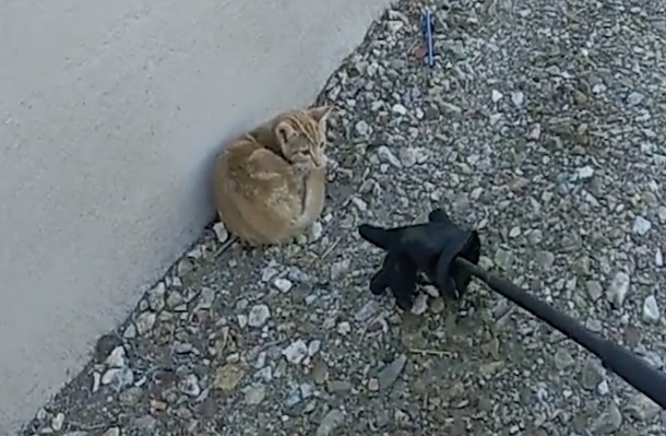 Trooper stops to rescue kitten stuck on interstate, and decides to adopt her - picture 2