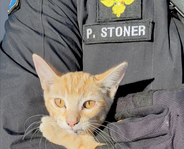 Trooper stops to rescue kitten stuck on interstate, and decides to adopt her - picture 3