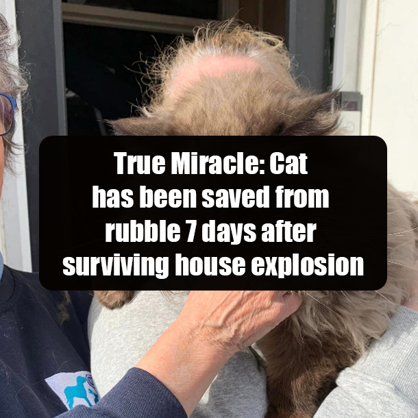 True Miracle: Cat has been saved from rubble 7 days after surviving house explosion