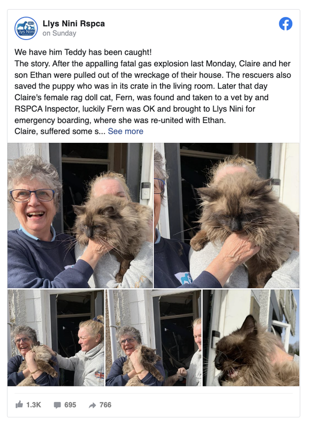 True Miracle: Cat has been saved from rubble 7 days after surviving house explosion - picture 2