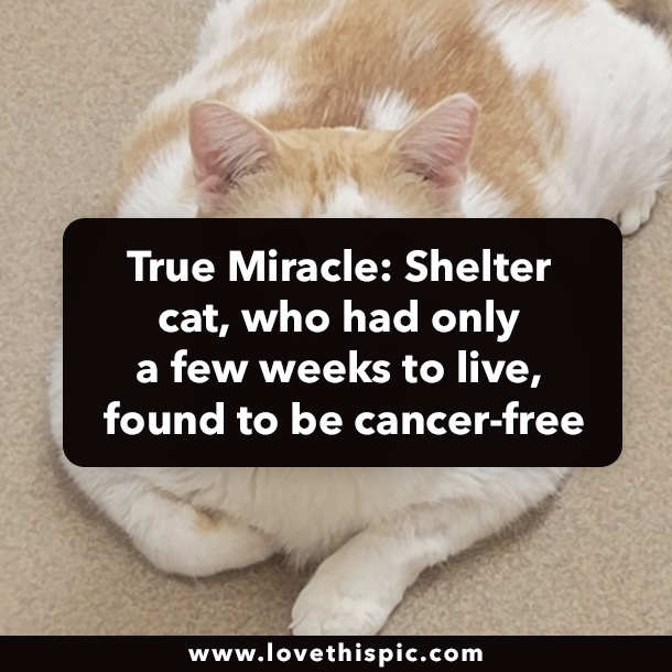 True Miracle: Shelter cat, who had only a few weeks to live, found to be cancer-free