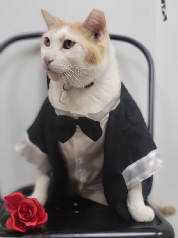 True Miracle: Shelter cat, who had only a few weeks to live, found to be cancer-free - picture 2